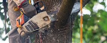 Best Tree and Shrub Care  in Cutler, CA