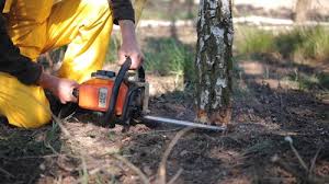  Cutler, CA Tree Removal Pros