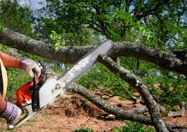 Best Tree Disease Treatment  in Cutler, CA
