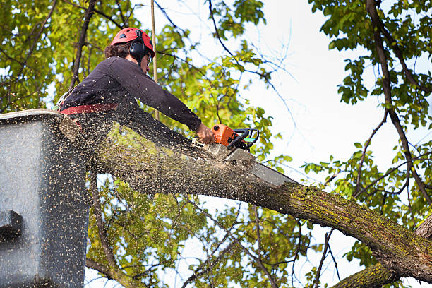 Best Commercial Tree Services  in Cutler, CA